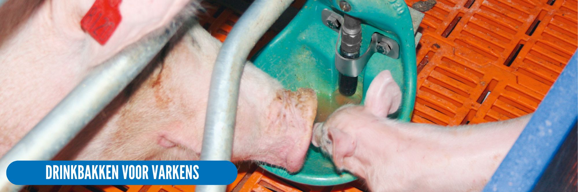 suevia drinkbakken voor varkens